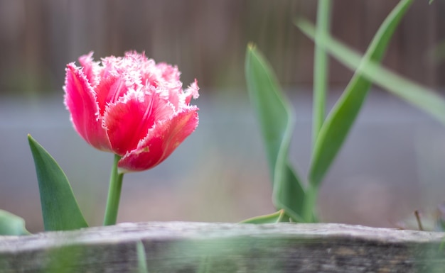 Fresh one tulip Brest terry fringe Blooming tulip Brest type Fringed