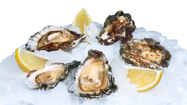 Fresh open oysters with lemon on crushed ice. On white background