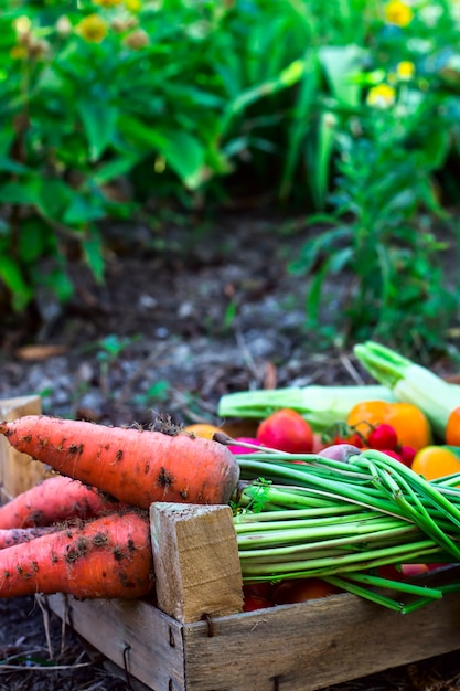 A fresh orange carrot with soil lies in a wooden box