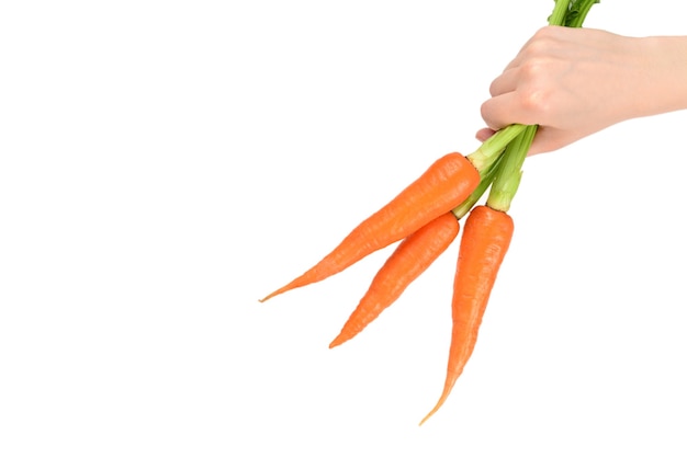 Fresh orange carrot in woman hands on a white background.