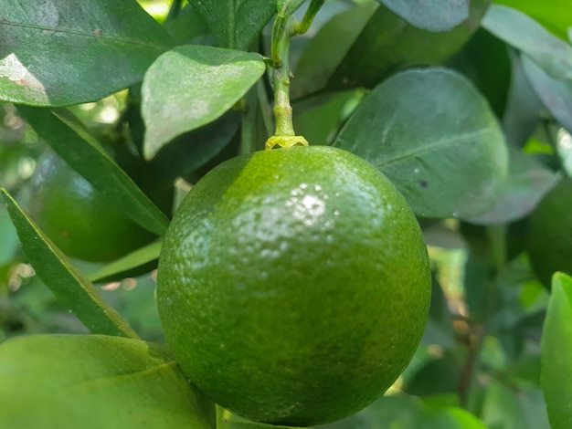 Fresh orange fruit plants in the garden