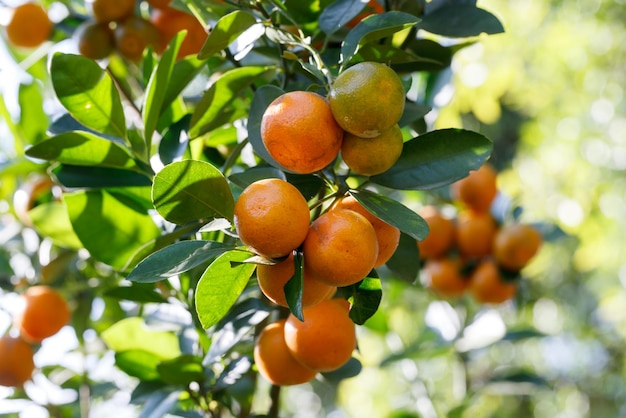 Fresh orange on plant orange tree