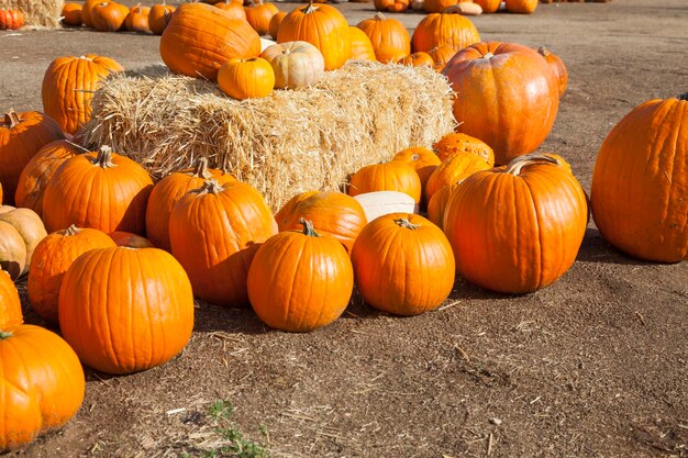 Photo fresh orange pumpkins and hay in rustic fall settingxa