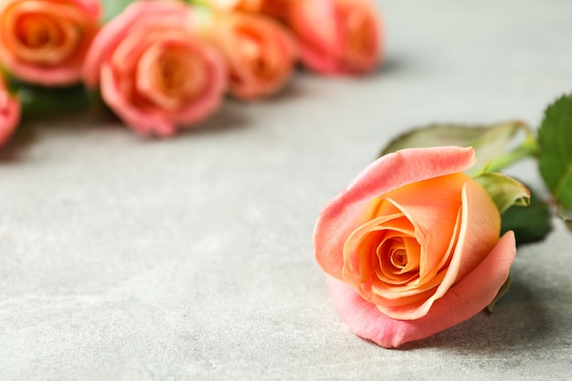 Fresh orange roses, closeup