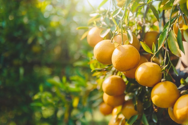 Fresh oranges on tree in farm that are about to harvest with sunshine