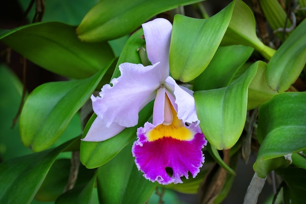 Fresh Orchid 