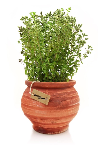 Fresh oregano plant in a clay pot