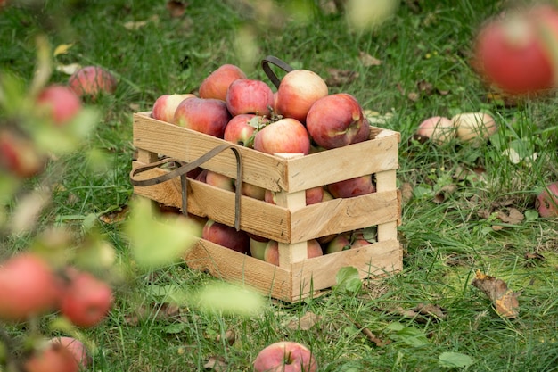 Fresh organic autumn apples in a wooden garden box