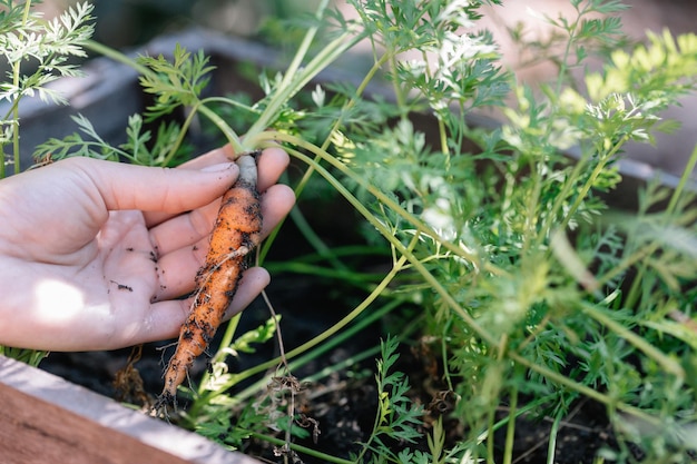 Fresh organic baby carrots The carrots have just been harvested from the vegetable garden