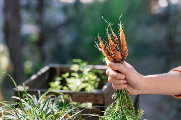 Fresh organic baby carrots The carrots have just been harvested from the vegetable garden