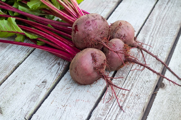 Fresh organic beet, beetroot on the grey rustic wooden background. 