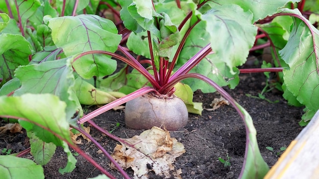 Fresh organic beets on the ground in the garden bed Summer vegetable growth