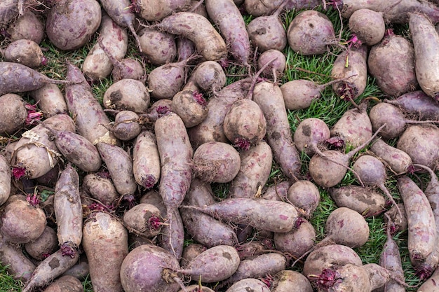 Fresh organic beets on the ground among green grass as background