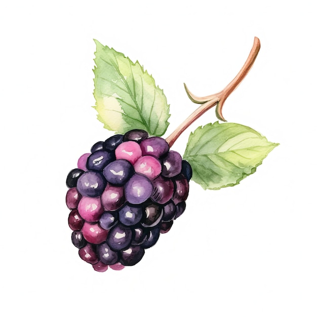 Fresh Organic Blackberry Berry Square Watercolor Illustration