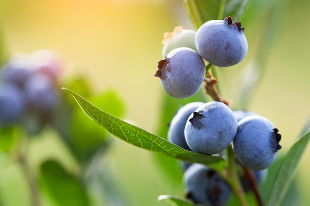 Fresh organic blueberries and green leaves on the bush on green summer nature background. Concept of healthy and organic food.