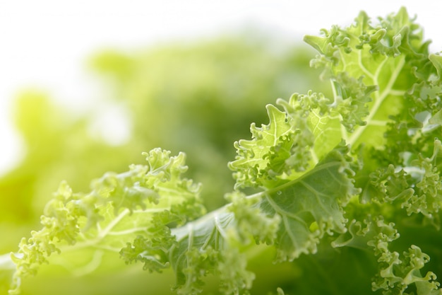 Fresh organic cabbage leaves in morning dew. Kale cabbage closeup. 