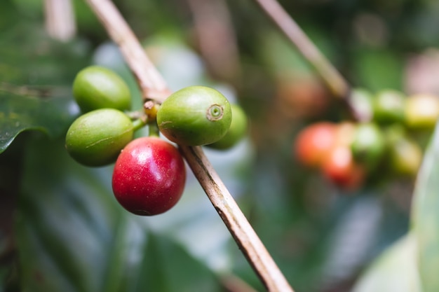 Fresh organic coffee cherries with coffee tree in northern part of thailand