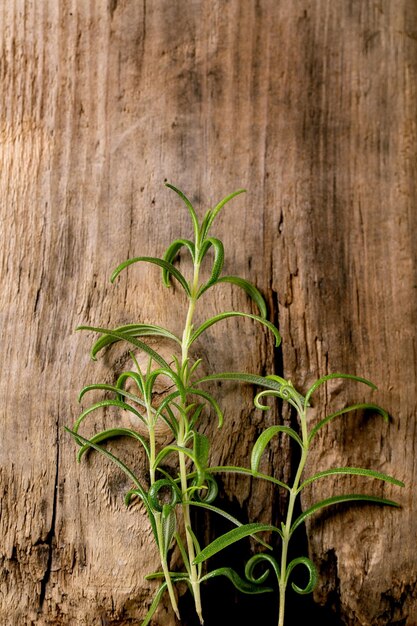 Fresh organic gardening rosemary branches on wood