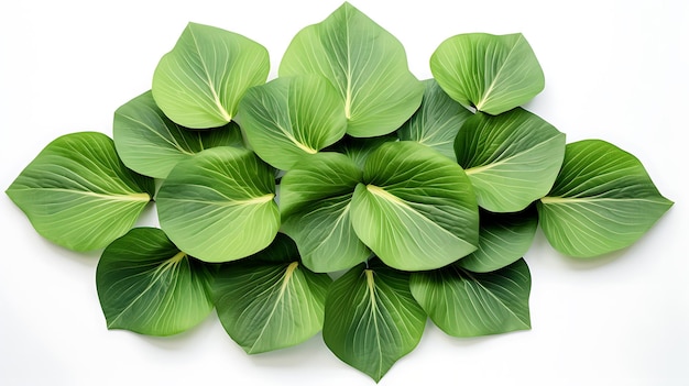 Fresh organic giant water lily leaves on white background