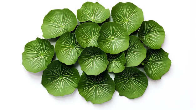 Fresh organic giant water lily leaves on white background