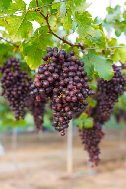 Fresh organic grape on vine branch