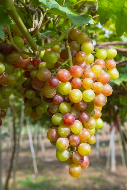 Fresh organic grape on vine branch