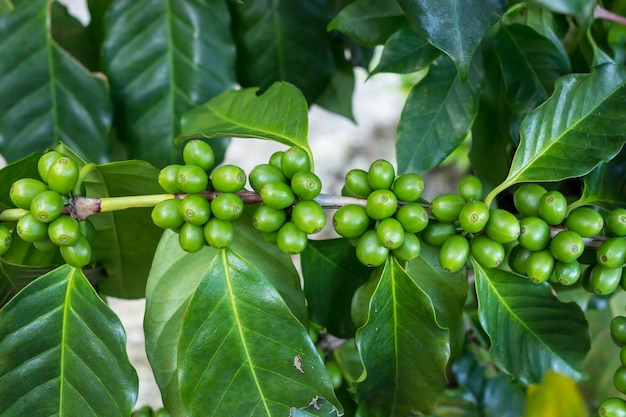 Fresh organic green coffee cherry beans on tree, agriculture plantation in North of Thailand.