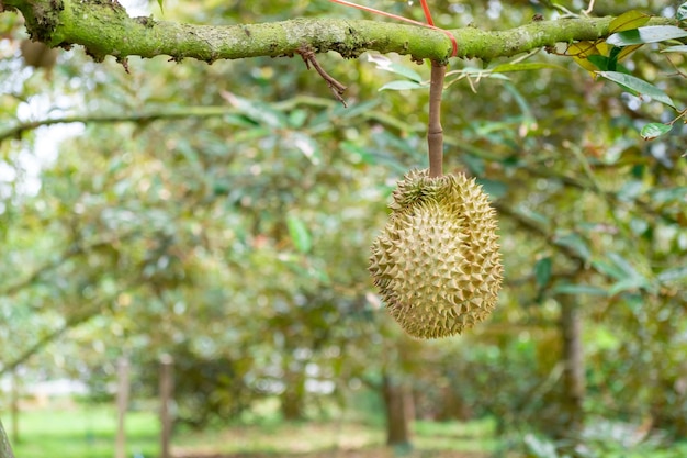 Fresh organic green Durian fruit hanging from branch on Durian tree garden and healthy food concept