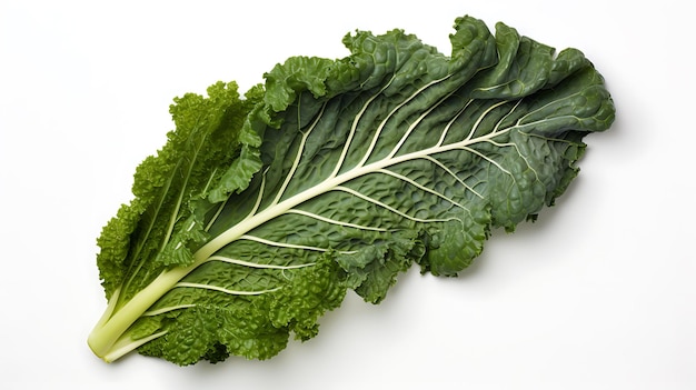 Fresh organic green kale leaf on white background