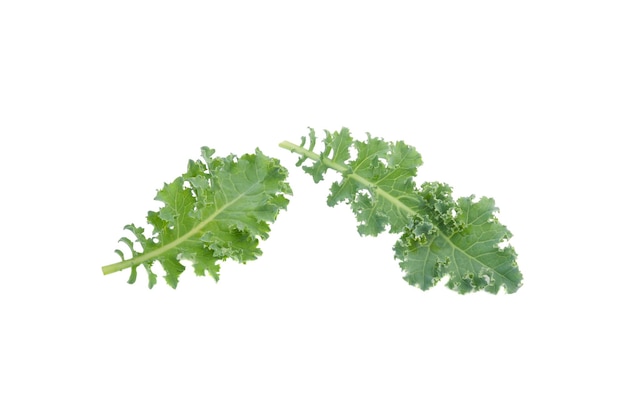 Fresh organic green kale leaves isolated on white background