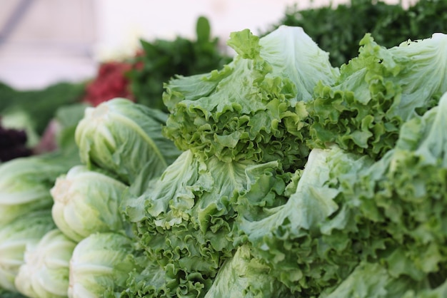 Fresh organic green leaf salad at market lettuce and vegetarian food concept