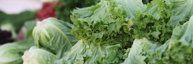 Fresh organic green leaf salad at market lettuce and vegetarian food concept