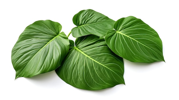 Fresh organic green leaf on white background