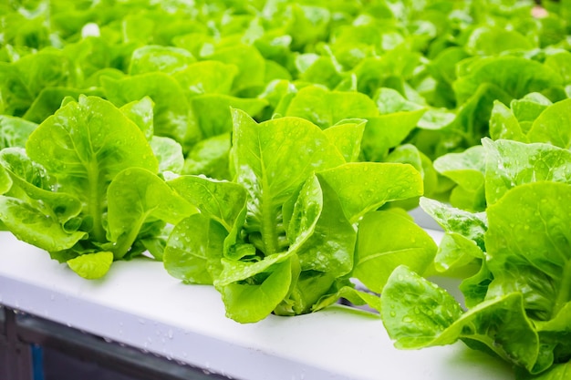 Fresh organic green leaves lettuce salad plant in hydroponics vegetables farm system