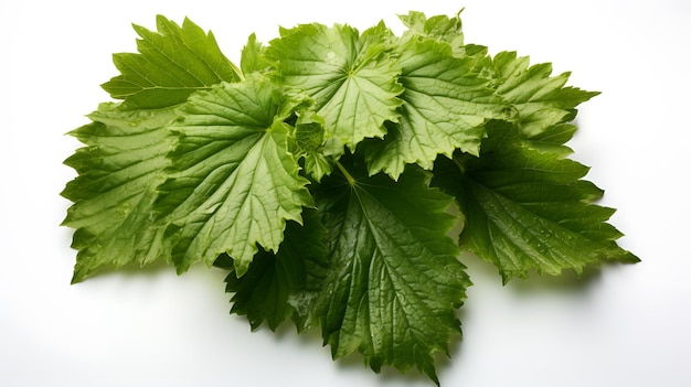 Fresh organic gunnera leaves on white background