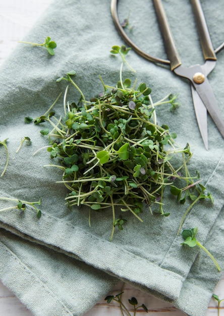 Fresh organic micro green on table