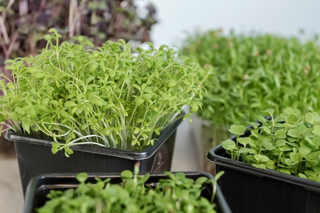 Fresh organic microgreens assortment. Vegetarian raw healthy food concept.