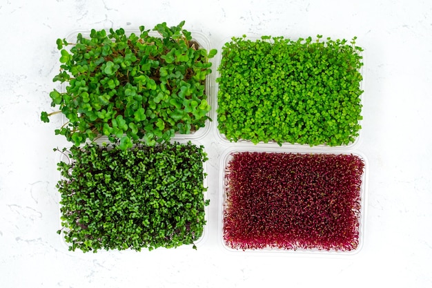 Fresh organic microgreens in a plastic container on a white background Micro greens View from above Vegan and healthy food concept