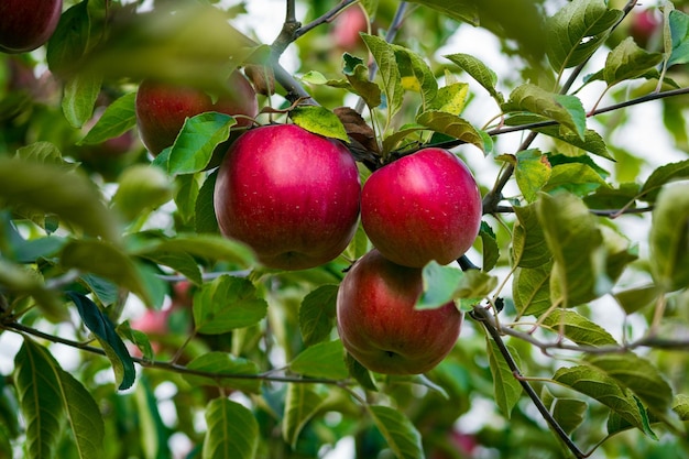 Fresh organic orchard full of riped red apples before harvest