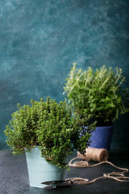 Fresh organic Oregano and Thyme