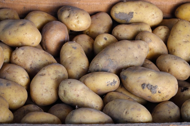 Fresh organic potatoes in a box Harvest of young potatoes