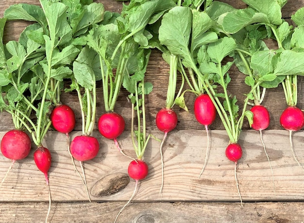 Fresh and organic radish