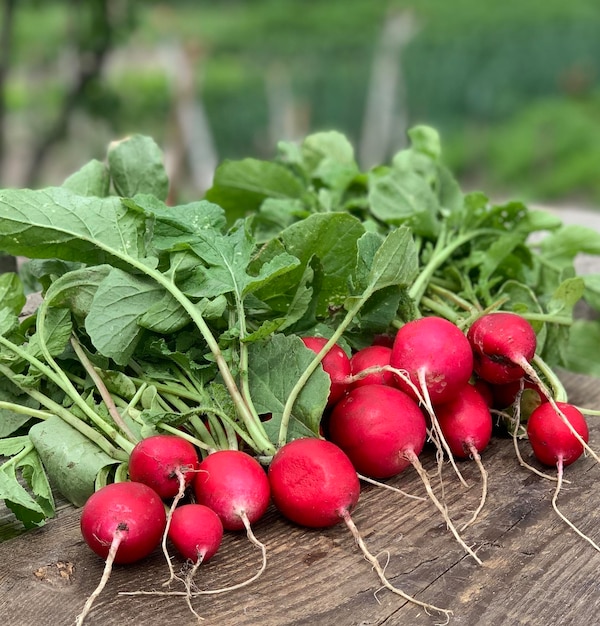 Fresh and organic radish