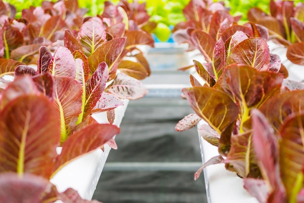 Fresh organic red leaves lettuce salad plant in hydroponics vegetables farm system