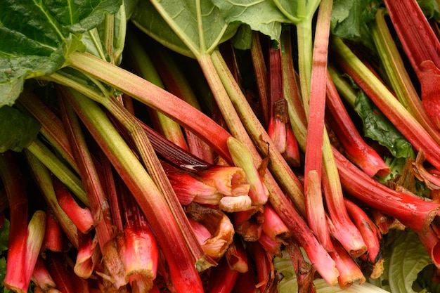 Fresh organic Rhubarb on local country farmers market