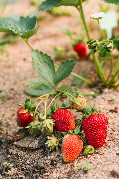 Fresh organic ripe red strawberries grow on a bush in the garden Without chemicals and nitrates