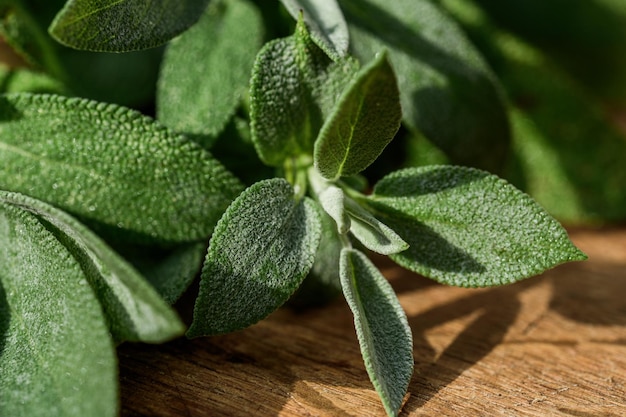 Fresh organic sage leaves over a wood cutting board