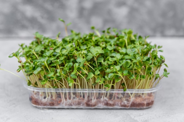 Fresh organic sprout micro greens in plastic box on the grey table