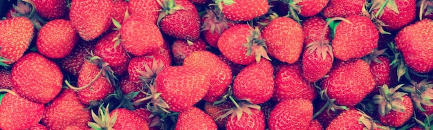 Fresh organic strawberry in the garden Horizontal banner