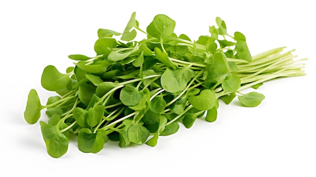 Fresh organic vegetable watercress on white background